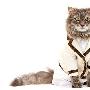 宠物猫时装保暖又漂亮（图） 动物世界