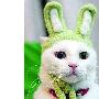 萌猫走红微博（图） 动物世界