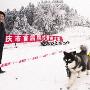 与雪橇犬共享冰雪乐趣（图） 动物世界