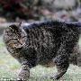 英一猫39岁相当人172岁 或成世上最老猫（图） 动物世界