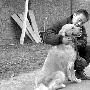 红十字会送温暖：5只陪伴犬送孤独老人（图） 动物世界
