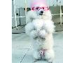 贵宾犬戴眼镜走猫步（图） 动物世界