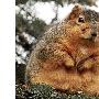 美国贪吃松鼠变成大胖墩（图） 动物世界