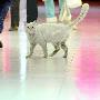流浪猫商场内“蹭暖”（图） 动物世界