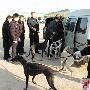 警方突查赌狗场 扣押62条赛犬（图） 动物世界