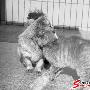 猫狗弟兄（图） 动物世界