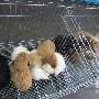 拉布拉多犬变草狗 提醒网购要谨慎（图） 动物世界