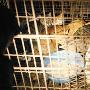众网友平安夜联手救下宰杀黑窝点猫狗（图） 动物世界
