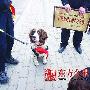 河南最牛搜爆犬战功卓越载誉归来（图） 动物世界