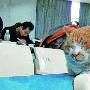 山东大学蹭课猫走红 酷爱学习成最红明星（图） 动物世界