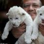 德国野生动物园白狮剖腹产下罕见双胞胎（图） 动物世界