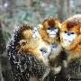 武汉雪天趣景:猴子抱团取暖熊猫雪地打滚（图） 动物世界