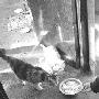 主人偷窃被抓 民警每天爬8楼帮其喂猫（图） 动物世界