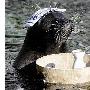海豹“献”酒 （图） 动物世界