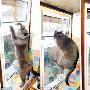英国5岁大宠物猫开窗救火 保住主人家财（图） 动物世界