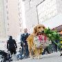 金毛犬爱“提”菜篮子 （图） 动物世界