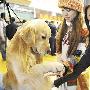 杭州举办纯种犬“选美”大赛（图） 动物世界