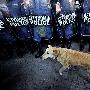 雅典“暴动犬”再现工人罢工 成抗议人士吉祥物（图） 动物世界