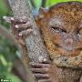 世界最小灵长类动物眼镜猴体长仅15厘米（图） 动物世界