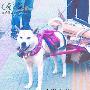 宠物犬拉车 累并快乐着（图） 动物世界