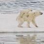 冰雪融化 北极熊被迫背着幼仔游泳（图） 动物世界