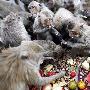 泰国举办猴子“宴会” 猴子餐桌大快朵颐（图） 动物世界