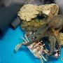 长风海洋水族馆上演两条章鱼抢夺一只螃蟹（图） 动物世界