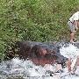 兽医遭河马袭击拖下水塘侥幸脱瞬间（图） 动物世界