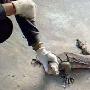 香港村民捕获一米长巨型蜥蜴 争相拍照留念（图） 动物世界