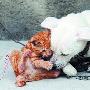 狗成小猫咪“奶妈” 异类动物相处日久生情（图） 动物世界