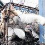 武汉出现贩猫团伙 将千只猫运往沿海做美食（图） 动物世界