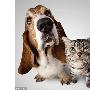 科学家宣称宠物狗比猫聪明 更适合集体生活(图)（图） 动物世界