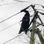 日黑熊误咬电线死亡 尸体悬空15米（图） 动物世界