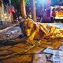 上海火灾现场忠心小狗不吃不喝等主人出现（图） 动物世界