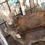 动物园潜伏菜市场 鹿死猴遭抢（图） 动物世界