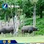 两小狗狂吠联手斗败大水牛（图） 动物世界