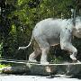 大象表演高难度动作走钢丝（图） 动物世界