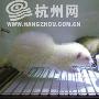 养宠物貂流行（图） 动物世界