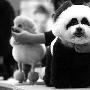 武汉宠物博览会开幕（图） 动物世界