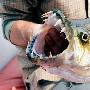 揭秘凶猛非洲虎鱼：长32颗锋利牙齿潜伏捕猎（图） 动物世界