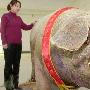 巨人動物：中國巨型豬身長2.5米（圖） 動物世界