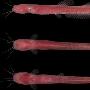 亞馬遜發現千種新物種：盲眼鲶魚通體鮮紅（圖） 動物世界