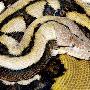 人工饲养最长蟒蛇在美一动物园死亡（图） 动物世界
