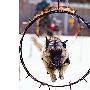昆明消防搜救犬中队挂上“国”字牌（图） 动物世界