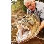 非洲捕獲45公斤重1.5米長巨型虎魚（圖） 動物世界