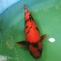 上海水族展“观鱼”（图） 动物世界