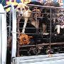 北京游客途遇可疑运狗车 追踪保护"在押犬" （图） 动物世界