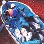 日本渔村进入渔猎季 大批海豚遭屠杀（图） 动物世界