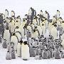 深入南极海岛拍摄帝企鹅生存状况（图） 动物世界