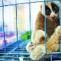 蜂猴当做宠物买卖 野生动物救护中心来解救（图） 动物世界